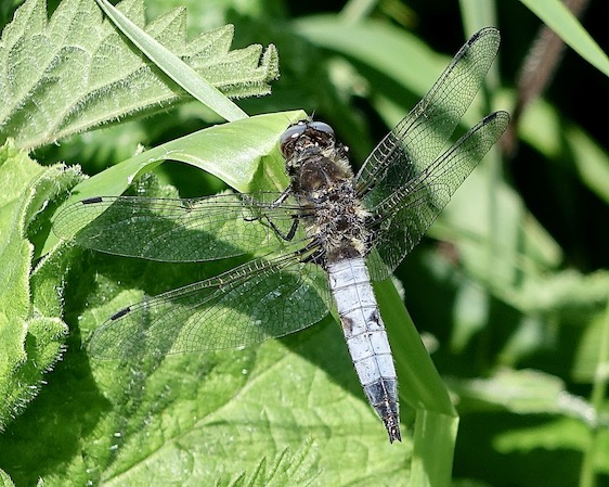 scarce chaser